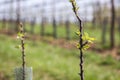 Apple tree sapling in fruit orchard at springtime Royalty Free Stock Photo