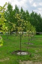 Apple tree sapling in the park Royalty Free Stock Photo