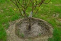 Apple tree sapling in the park Royalty Free Stock Photo