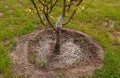 Apple tree sapling in the park Royalty Free Stock Photo