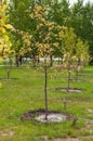 Apple tree sapling in the park Royalty Free Stock Photo