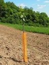 An apple tree sapling is planted in garden soil in the spring, in a hole. Tree planting season. Plowed fields on Fruska Royalty Free Stock Photo