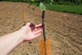 An apple tree sapling is planted in garden soil in the spring. Tree planting season. Plowed fields on Fruska Gora Royalty Free Stock Photo