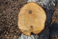 On an apple tree, a saw cut of a large branch Royalty Free Stock Photo