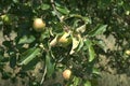 Apple tree with several ripening apples