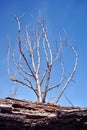 Apple tree shabby stump close up detail, young tree without leaves growing behind, blue sky background