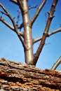 Apple tree shabby stump close up macro detail, young blurry tree without leaves growing behind, blue sky background