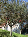 Apple Tree silhouette from Sinaia resort in Romania Royalty Free Stock Photo