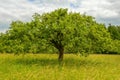Apple tree Royalty Free Stock Photo