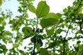 apple tree with small fruits in the garden