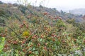 Apple tree with small red apples for making cider. Asturias Royalty Free Stock Photo