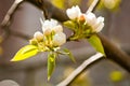 Apple tree in spring