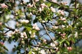 Apple tree spring blossom, branch with flowers closeup Royalty Free Stock Photo