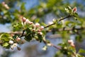 Apple tree spring blossom, branch with flowers closeup Royalty Free Stock Photo