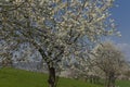 Apple tree in spring, North Rhine-Westphalia, Germany