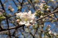 Apple tree spring white flowers bloom in garden