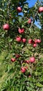 Apple tree spur varieties Himachal Pradesh