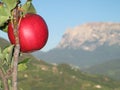 Apple on the Tree with Striking Italian Mountains Royalty Free Stock Photo