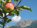 Apple on the Tree with Striking Italian Mountains Royalty Free Stock Photo
