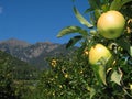 Apple on the Tree with Striking Italian Mountains Royalty Free Stock Photo