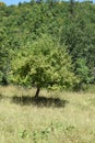 apple tree surrounded by high grass Royalty Free Stock Photo