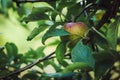 Apple on the tree surrounded by leaves.