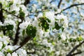 Fragrant Blooming apple tree in spring