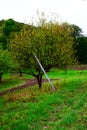 apple tree with a ladder in autumn Royalty Free Stock Photo