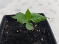 apple tree with true leaves growing in pot. apple tree sprouting from seed at home. tree maturing