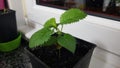 apple tree with true leaves growing in pot. apple tree sprouting from seed at home. tree maturing