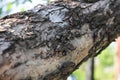 Apple tree trunk with old bark close-up Royalty Free Stock Photo