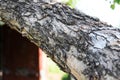 Apple tree trunk with old bark close-up Royalty Free Stock Photo