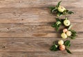 Apple tree twigs with apples Royalty Free Stock Photo