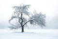 Apple Tree under Snow in Winter