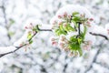 Apple tree with unfolded blossoms covered with snow in springtime in the garden in morning sunlight after snowstorm