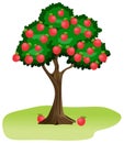 Apple tree vector drawing on isolated white background full of fruits Royalty Free Stock Photo