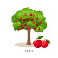 Apple tree vector illustration in flat design isolated on white background, farming concept, tree with fruits and big Royalty Free Stock Photo