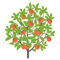 Apple tree. Vector illustration. Fruit tree plant. Flat vector color Illustration clipart. Ripe red apples on a tree Royalty Free Stock Photo