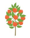 Apple tree. Vector illustration. Fruit tree plant. Flat vector color clipart. Ripe red apples on a tree Royalty Free Stock Photo