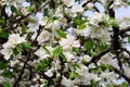 Apple Tree with White Blossoms in Spring Royalty Free Stock Photo