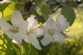 Apple tree white flowers close up. Selective focus. Blossom time. Spring season Royalty Free Stock Photo