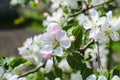 Apple tree with white flowers spring photo Royalty Free Stock Photo