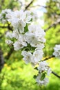 Apple tree white spring blossom in the fruittree garden