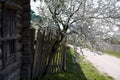 Apple tree at the window of an old house in a small village