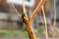 Apple tree after winter in the garden gnawed by wild hares. Selective focus