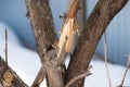 Apple tree after winter in the garden gnawed by wild hares. Selective focus