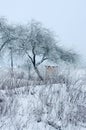 Apple tree in winter small yellow garden house snow