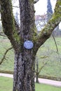 Apple tree, yellow Boskop with nameplate in winter, in the public fruit property Park Baden-Baden