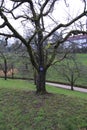 Apple tree, yellow Boskop with nameplate in winter, in the public fruit property Park Baden-Baden