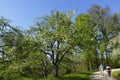 Apple tree, yellow Boskop in the public fruit property Park in Baden-Baden